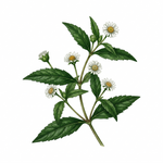 Root strengthener