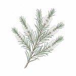 Scalp purifier