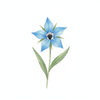 Borage Seed Oil