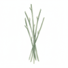 Candelilla Wax
