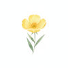 Evening Primrose Oil