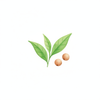 Tea Seed Oil