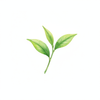 Green Tea Detoxifying Toner