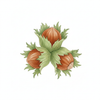 Hazelnut Oil