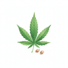 Hemp Seed Oil