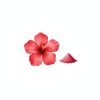 Hibiscus Powder