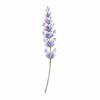 Lavender pH Balancing Toner