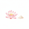 Lotus Powder