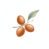 Organic Moroccan Argan Oil