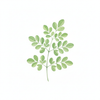 Organic Moringa Oil