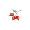Organic Rosehip Oil