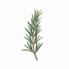 Rosemary Gel