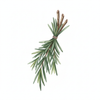 Rosemary Hair Revitalizing Spray
