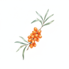 Sea Buckthorn Oil