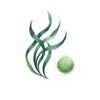 Seaweed/ Kelp Powder