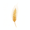 Wheatgerm Oil