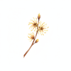 Witch Hazel Distillate Toner